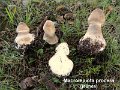 Macrolepiota procera-amf715-1